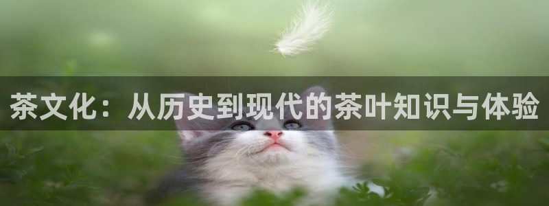 摩登7属于什么平台