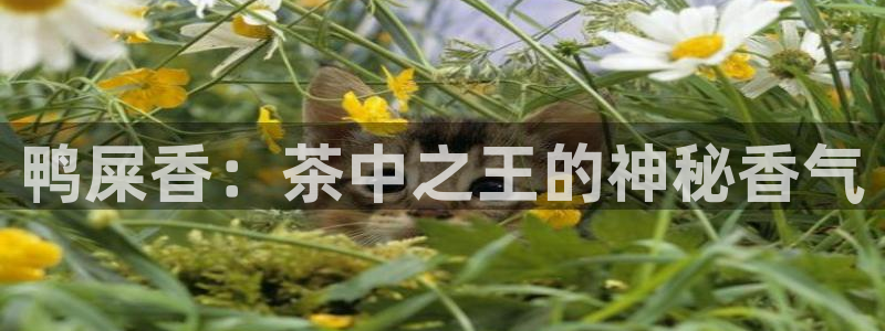 摩登7平台咱7O777