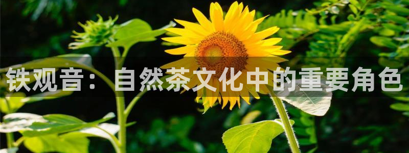 摩登7公司排名