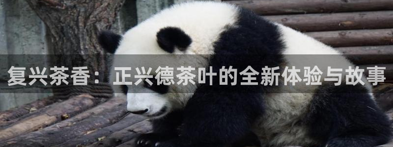 摩登7招商议333OO