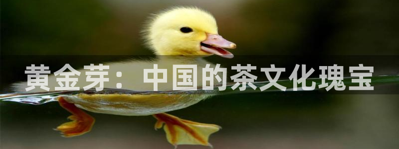 摩登7高管