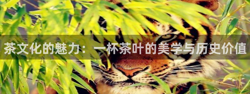 摩登招商尢首选金手指7